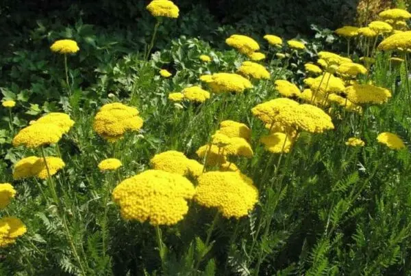 Yarrow Moonshine