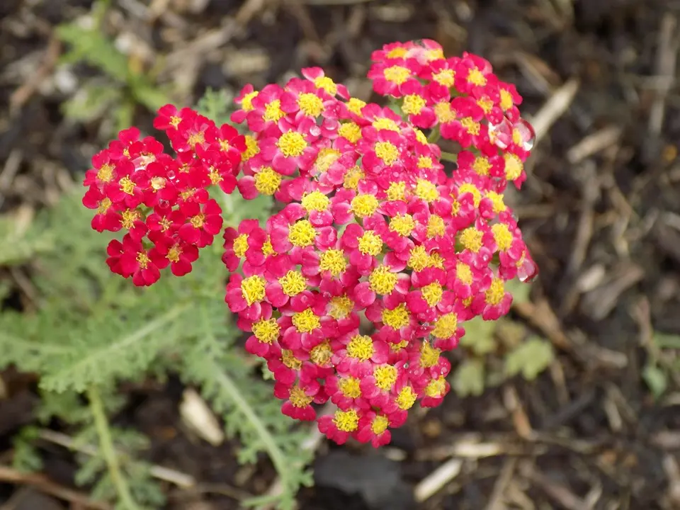 Yarrow Paprika
