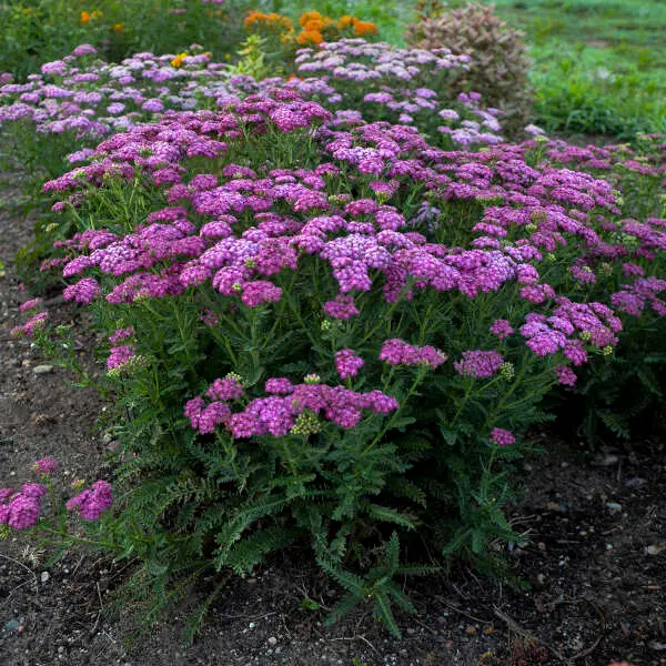 Yarrow Firefly Fuchsia