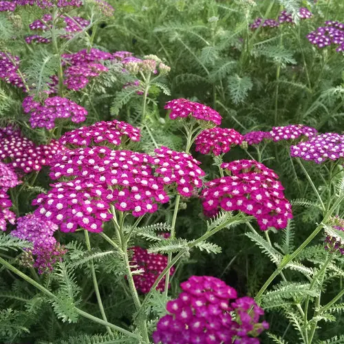 Yarrow New Vintage Violet