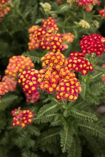Yarrow Strawberry Seduction