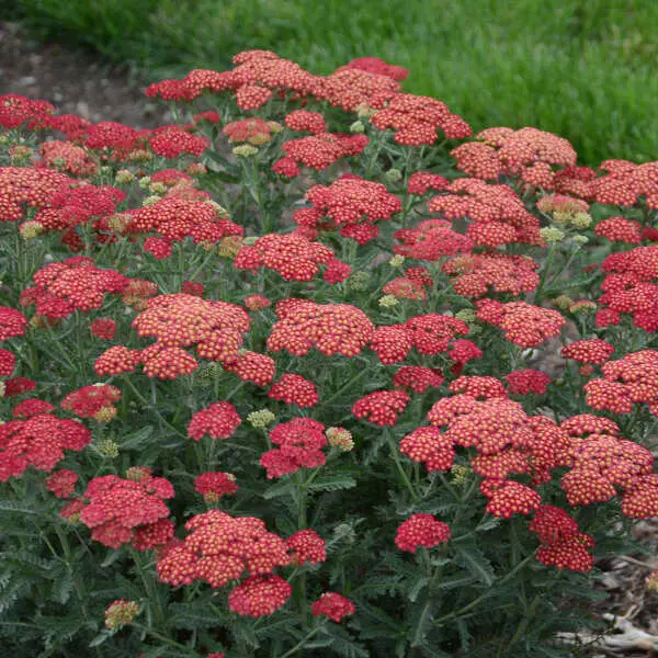Yarrow Firefly Red Pop