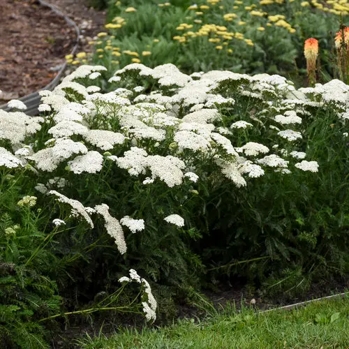 Yarrow Firefly Diamond