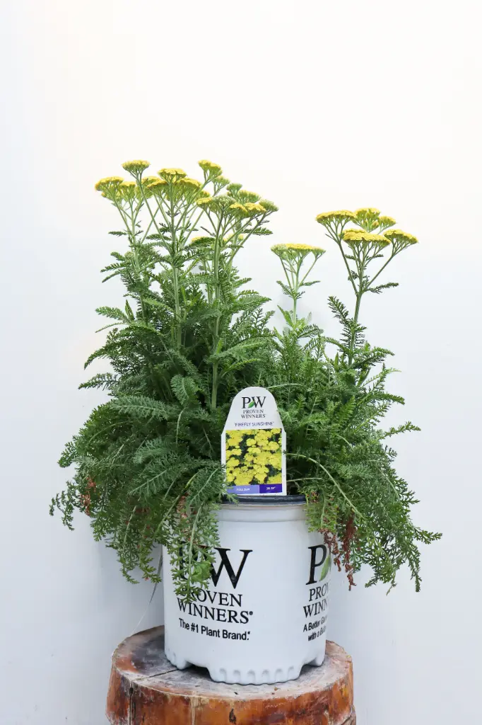 Yarrow Firefly Sunshine