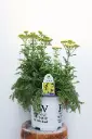 Yarrow Firefly Sunshine