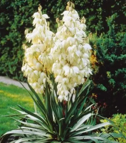 Yucca Adams Needle