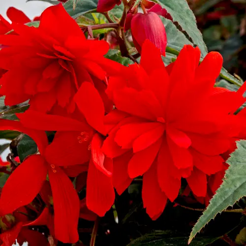 Begonia Funky Orange