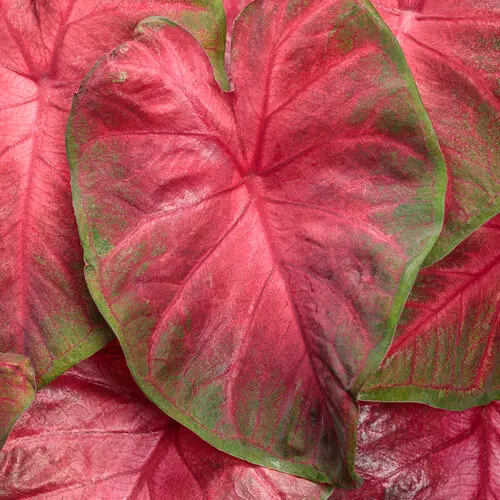PW Caladium Hot Flash