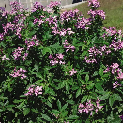 PW Cleome Señorita Rosalita