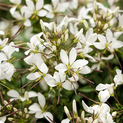PW Cleome Senorita Blanca