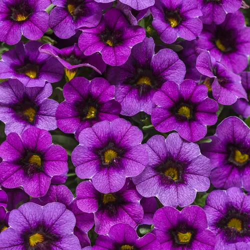 PW Calibrachoa Superbells Grape Punch