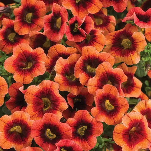 PW Calibrachoa Superbells Tangerine Punch