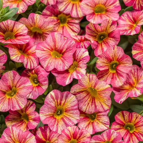 PW Calibrachoa Superbells Tropical Sunrise