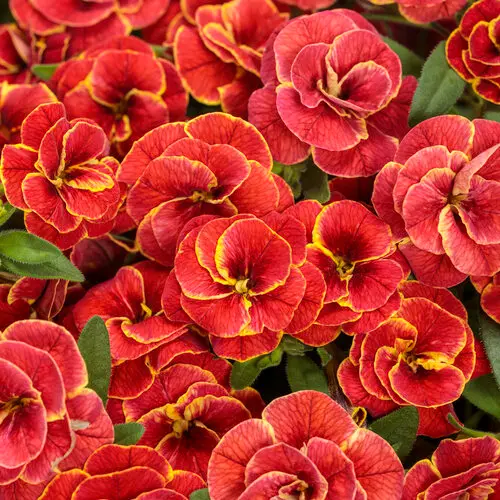 PW Calibrachoa Superbells Double Redstone