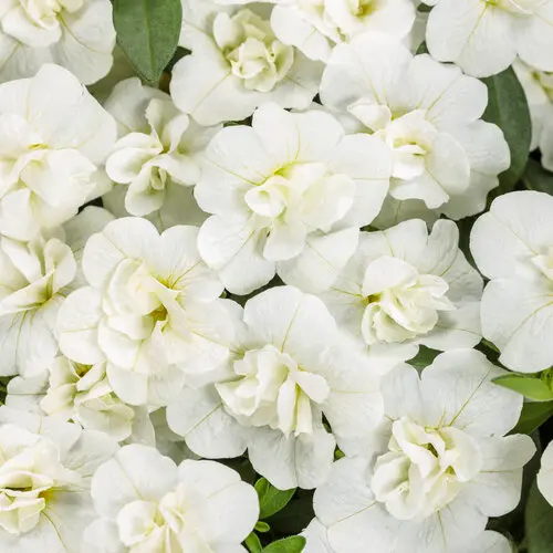PW Calibrachoa Superbells Double White