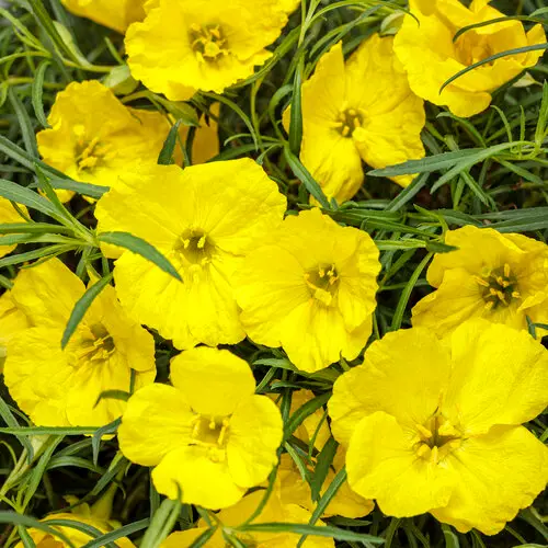 PW Texas Primrose Ladybird Sunglow