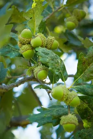 Oak Swamp White Bucks Unlimited