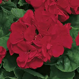 Geranium Americana Dark Red