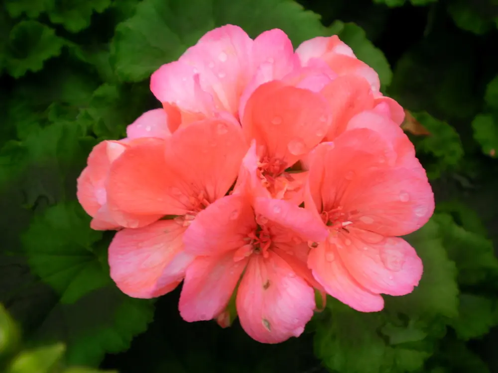 Geranium Americana Salmon