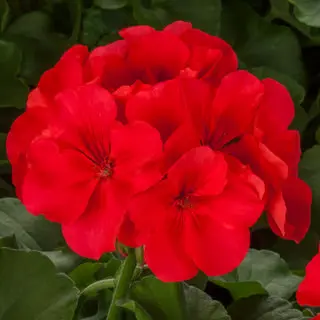 Geranium Calliope Orange Splash