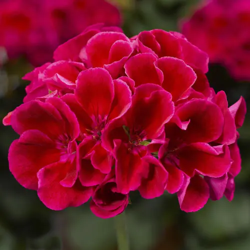 Geranium Calliope Crimson Flame