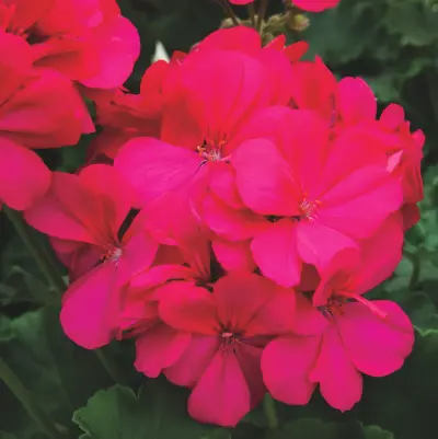 Geranium Calliope Hot Pink