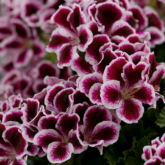 Geranium Regal Elegance Imperial