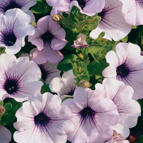 PW Petunia Supertunia Blue Veined