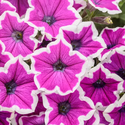 PW Petunia Supertunia Hoopla Vivid Orchid