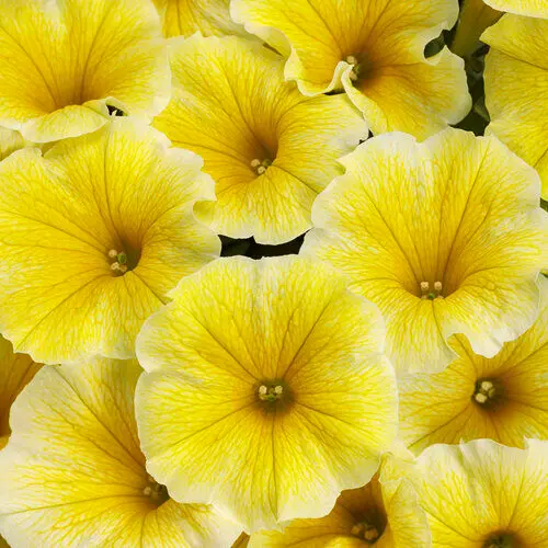 PW Petunia Supertunia Saffron Finch