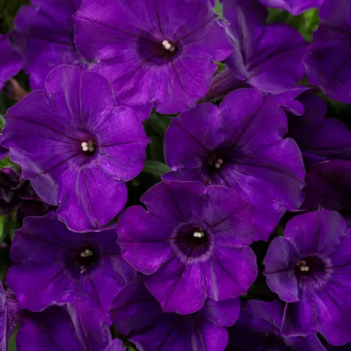 PW Petunia Supertunia Royal Velvet
