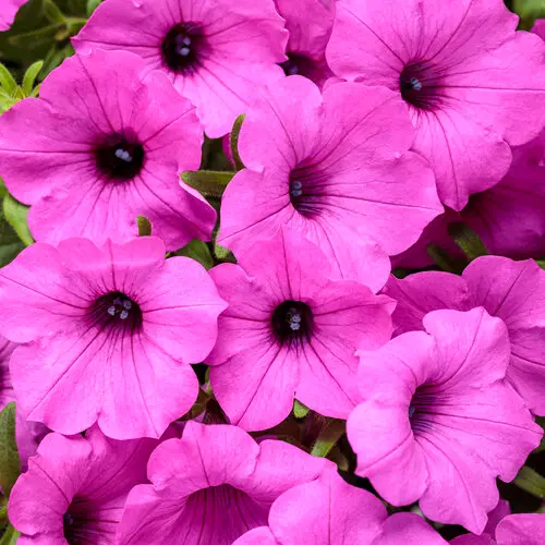 PW Petunia Supertunia Jazzberry