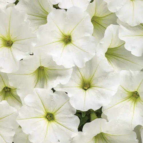 PW Petunia Supertunia Snowdrift