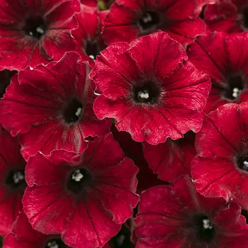 PW Petunia Supertunia Black Cherry