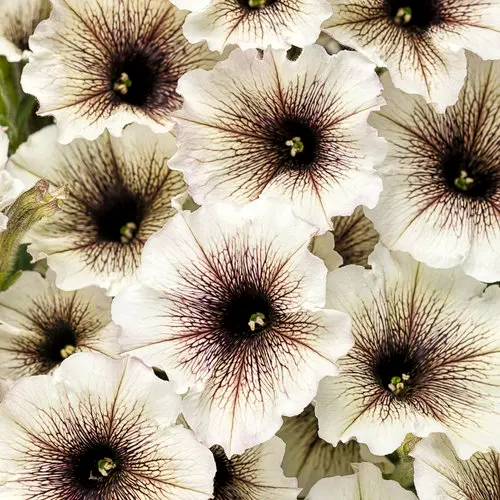 PW Petunia Supertunia Latte