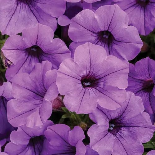 PW Petunia Supertunia Mini Vista Indigo