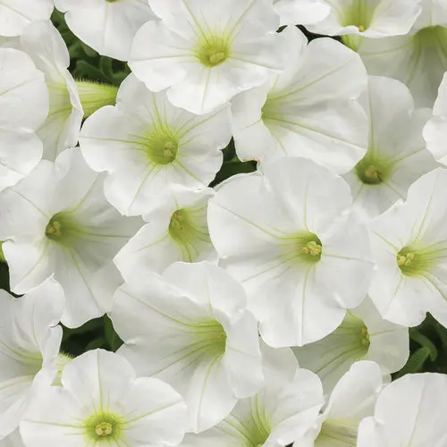 PW Petunia Supertunia Mini Vista White