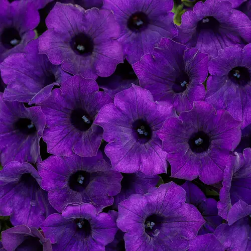 PW Petunia Supertunia Mini Vista Ultramarine