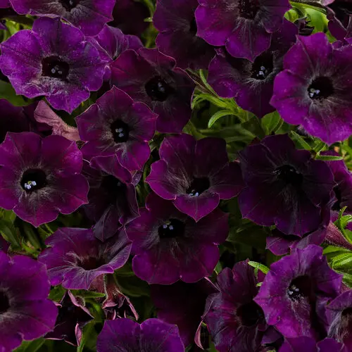 PW Petunia Supertunia Mini Vista Midnight