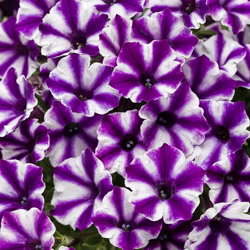 PW Petunia Supertunia Mini Vista Violet Star