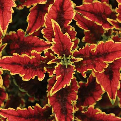 PW Coleus ColorBlaze El Brighto