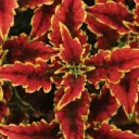 PW Coleus ColorBlaze El Brighto