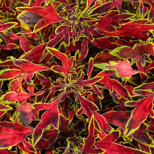 PW Coleus ColorBlaze Mini Me Watermelon