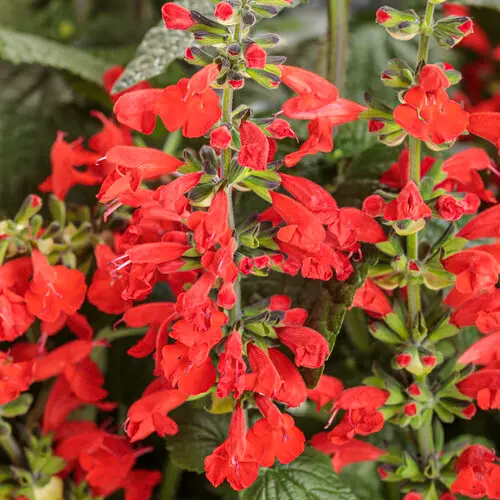 PW Salvia Unplugged Red