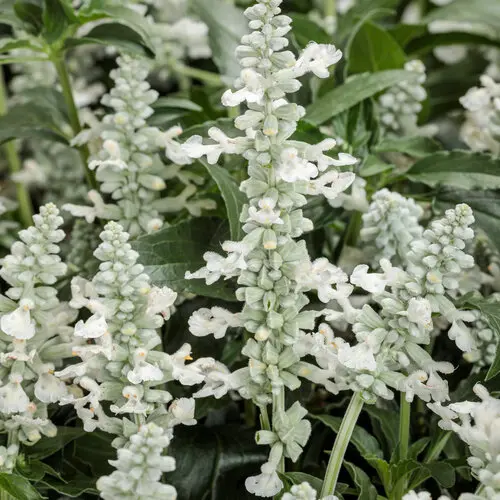 PW Salvia Unplugged White