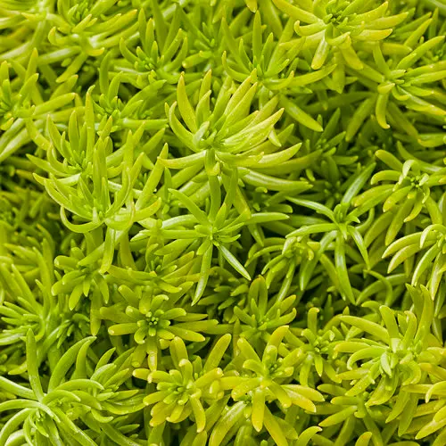 PW Sedum Lemon Coral