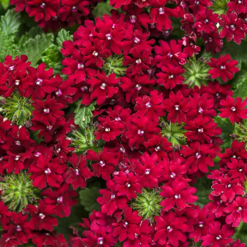 PW Verbena Superbena Royale Romance