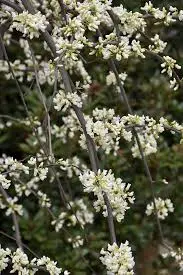 Redbud Vanilla Twist