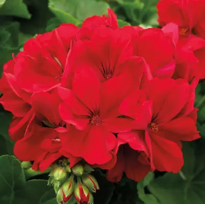 Geranium Calliope Dark Red 