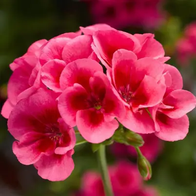 Geranium Calliope Rose Mega Splash 